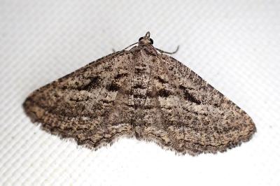 Rhoptria asperaria