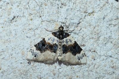 Cosmorhoe ocellata