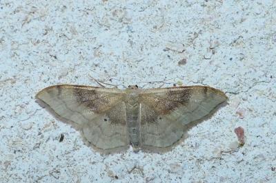 Idaea degeneraria