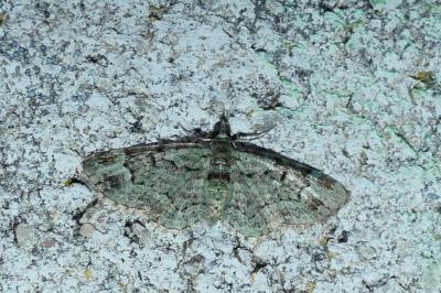 Pasiphila rectangulata