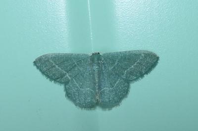 Phaiogramma etruscaria