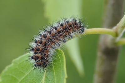 Saturnia pavonia