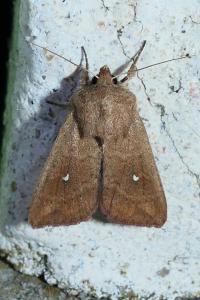 Mythimna albipuncta