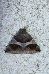 Dysgonia algira
