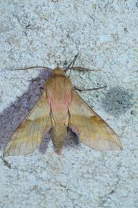 Deilephila porcellus