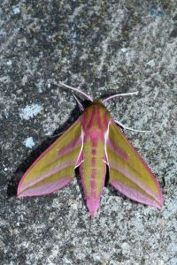 Deilephila elpenor
