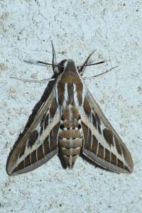 Hyles livornica