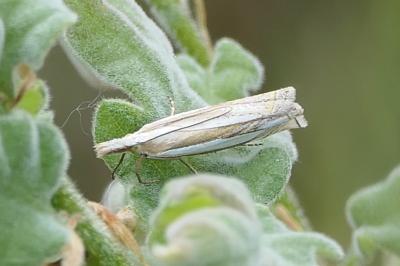 Crambus pascuella
