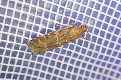 Uncinus obductellus