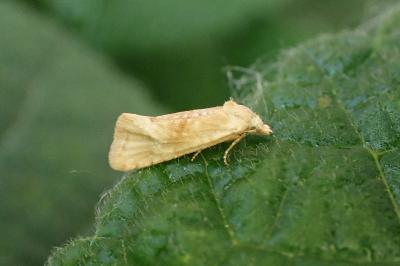Cochylimorpha straminea