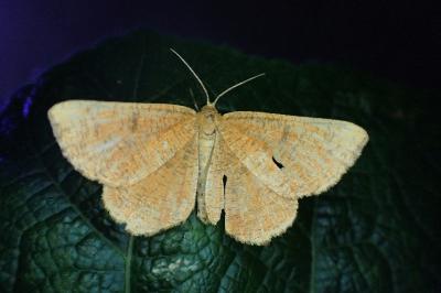 Angerona prunaria