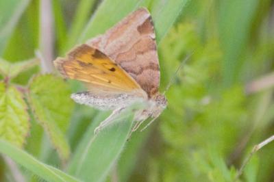 Euclidia glyphica