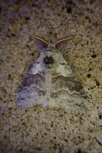 Calliteara pudibunda