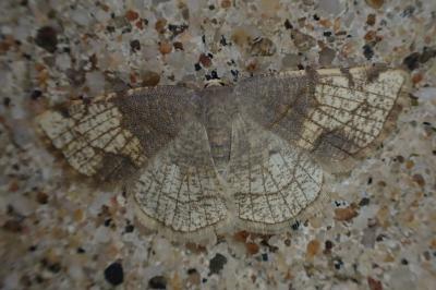 Stegania trimaculata