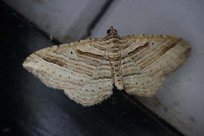 Costaconvexa polygrammata