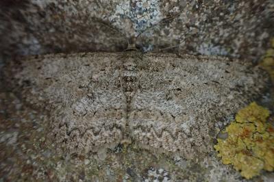 Hypomecis punctinalis