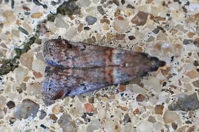 Acrobasis obliqua