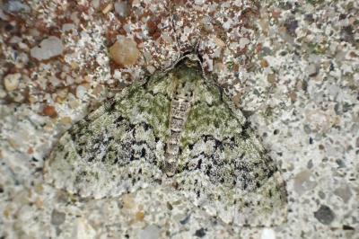 Acasis viretata