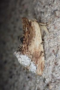 Ptilodon cucullina