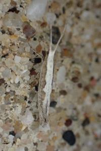 Plutella xylostella