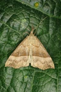 Hypena proboscidalis