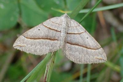 Scotopteryx luridata