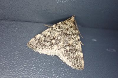 Aglossa pinguinalis