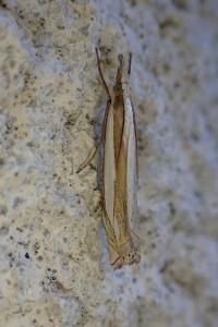 Crambus pascuella