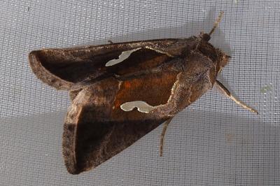 Macdunnoughia confusa