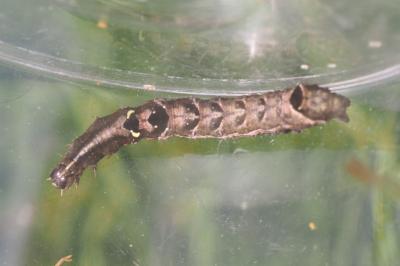 Abrostola triplasia