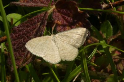 Scopula virgulata