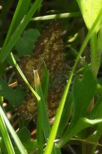 Ematurga atomaria