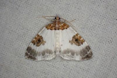 Plemyria rubiginata