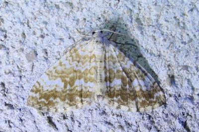 Perizoma flavofasciata