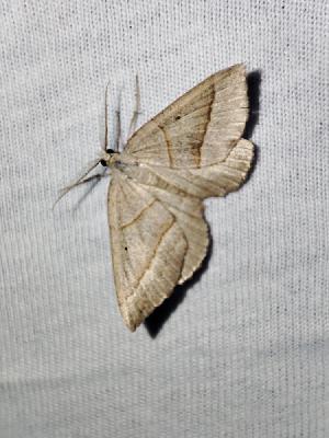 Scotopteryx luridata