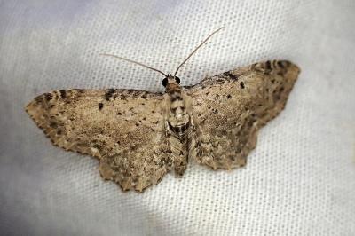 Anticollix sparsata