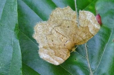 Cepphis advenaria