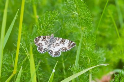 Epirrhoe tristata