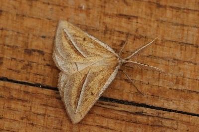 Chariaspilates formosaria