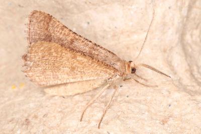 Isturgia murinaria