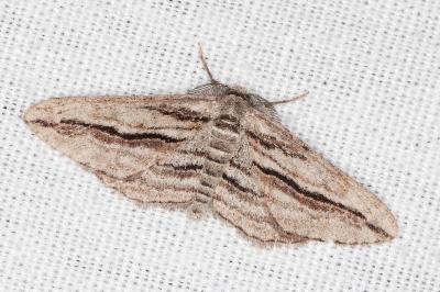 Ecleora solieraria