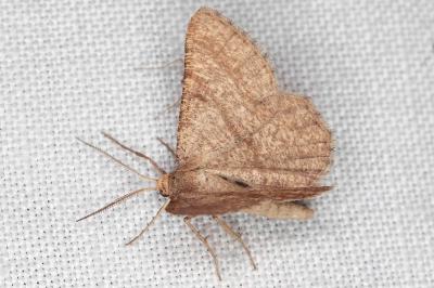 Isturgia murinaria