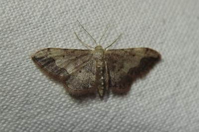 Idaea efflorata