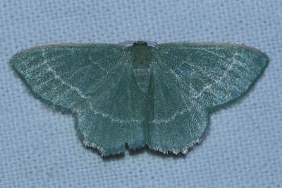 Chlorissa cloraria