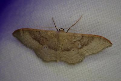 Idaea degeneraria