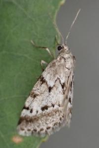 Eumannia oranaria