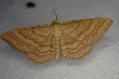 Idaea ochrata