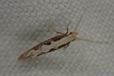 Plutella xylostella