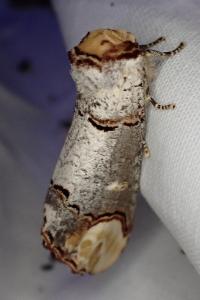 Phalera bucephala