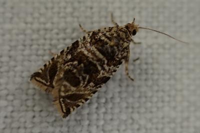 Celypha rivulana